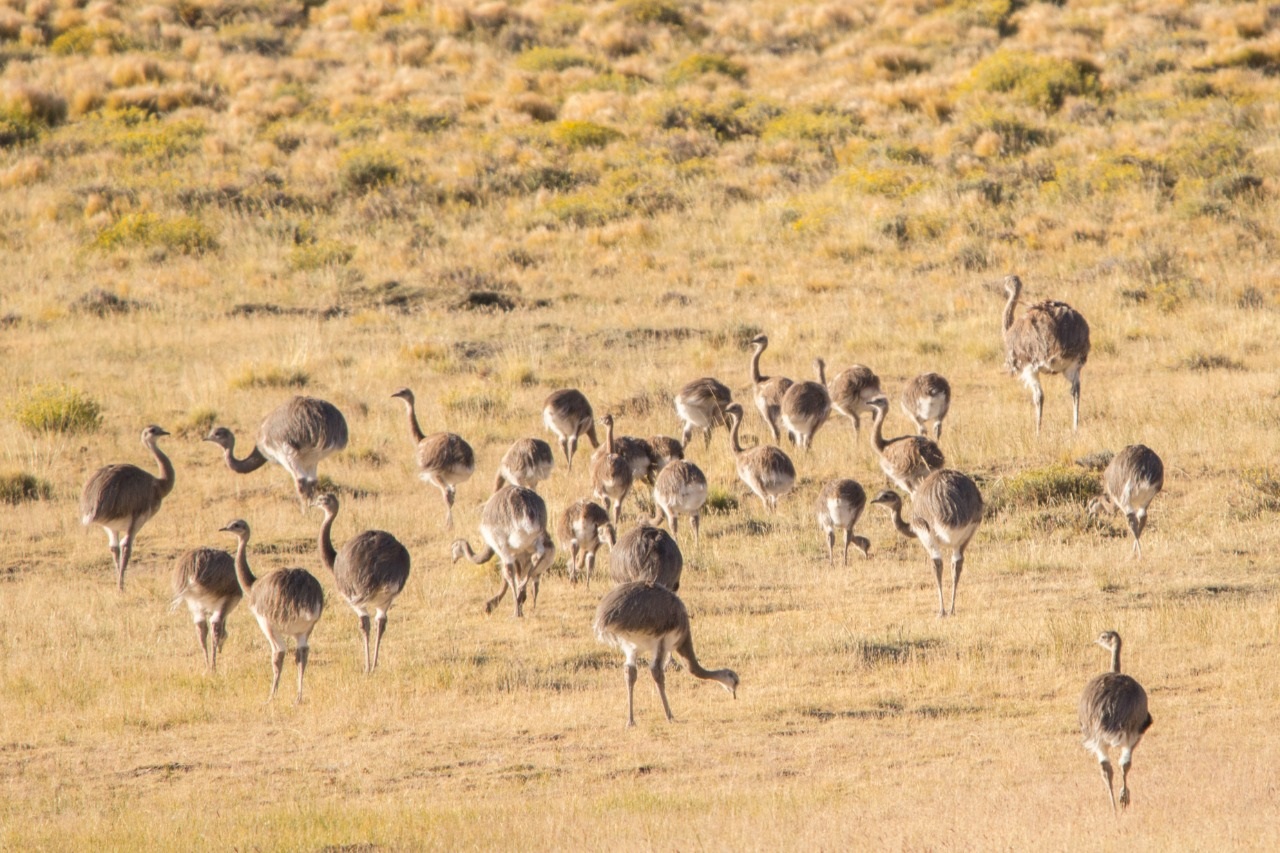 Grupo de Choiques. 
